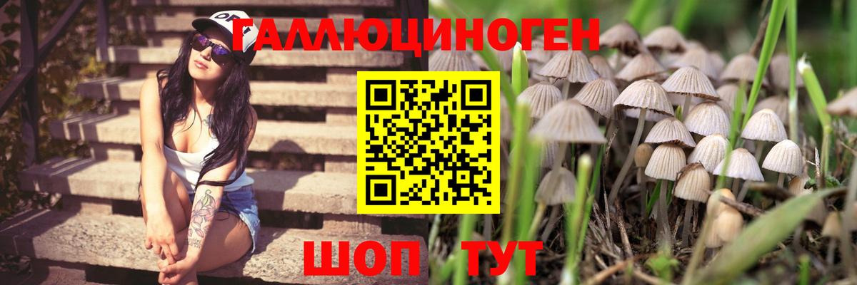 Псилоцибиновые грибы Cubensis Томск